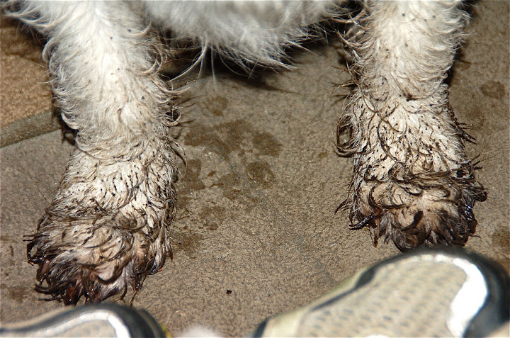 Muddy Pet accident Carpet Cleaning - Generations Carpet Cleaning