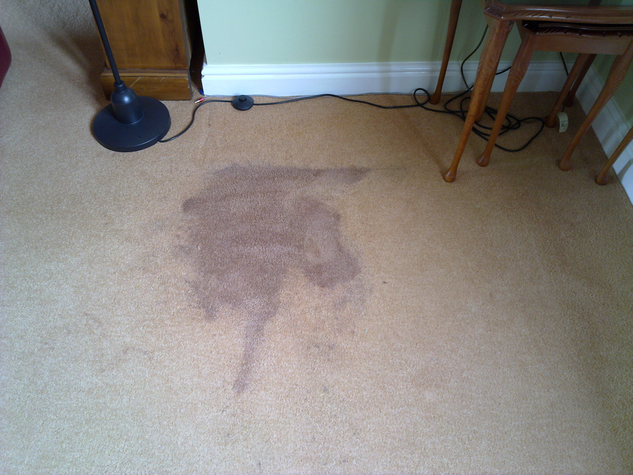 WHY DO CARPET STAINS COME BACK?