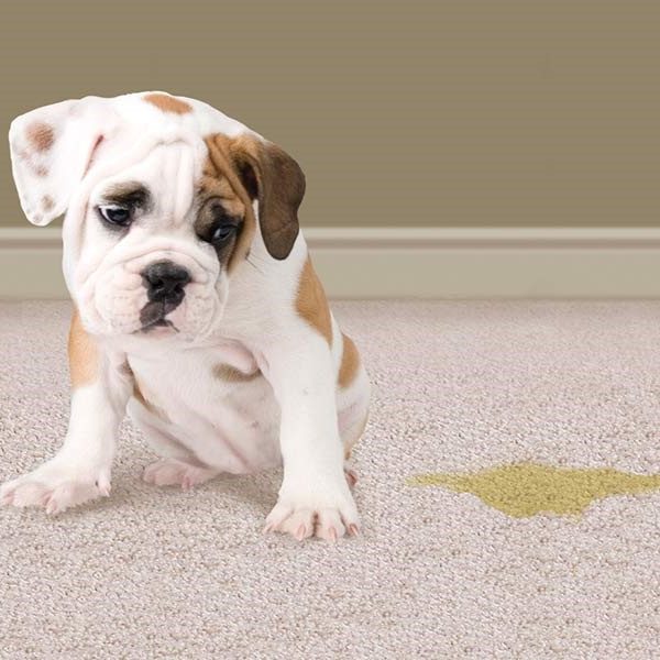 pet odor removal - Generations Carpet Cleaning