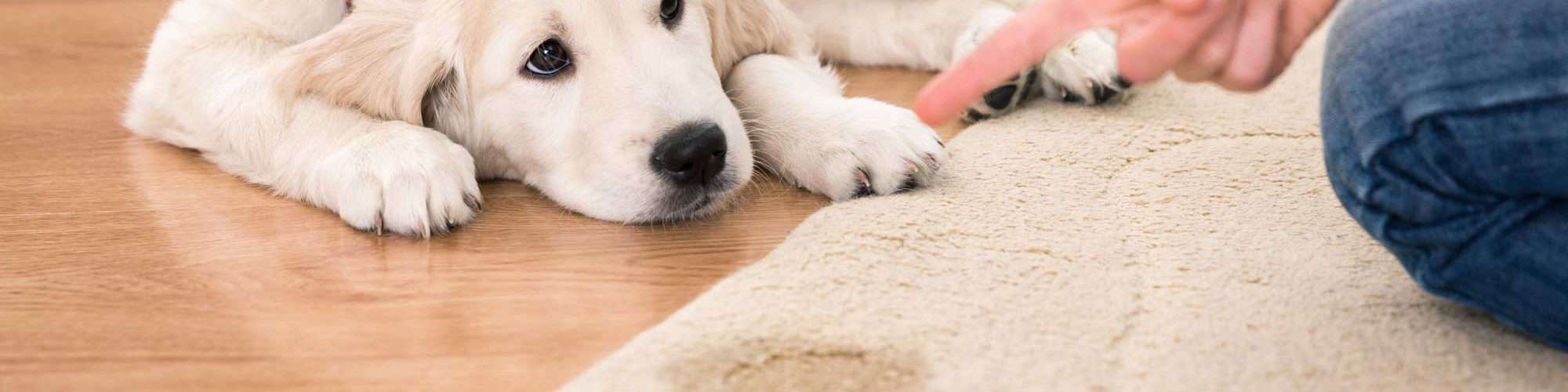 Pet Stain Removal - Generations Carpet Cleaning